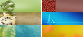 Cebanatural