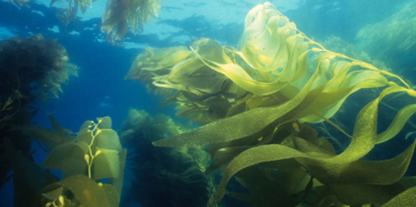 Las algas: Un reino aparte - Fuente de alimento y de salud!