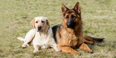 Displasia en perros: Consecuencias y tratamiento con sulfato de glucosamina y condroitina