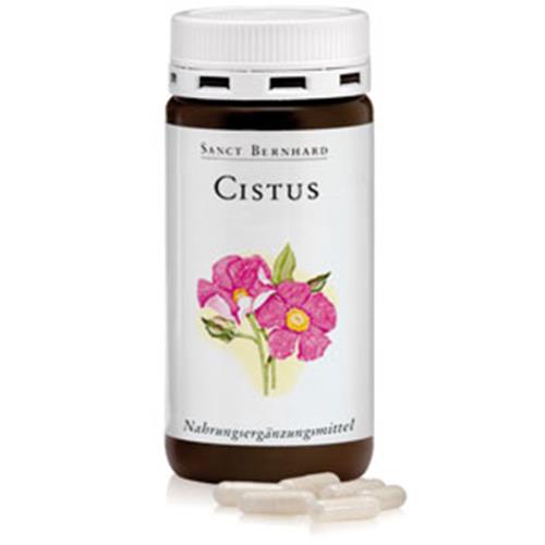 Cistus rockrose