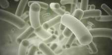 Antibióticos naturales: el freno para el desarrollo de la resistencia bacteriana!