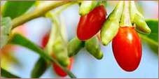 goji