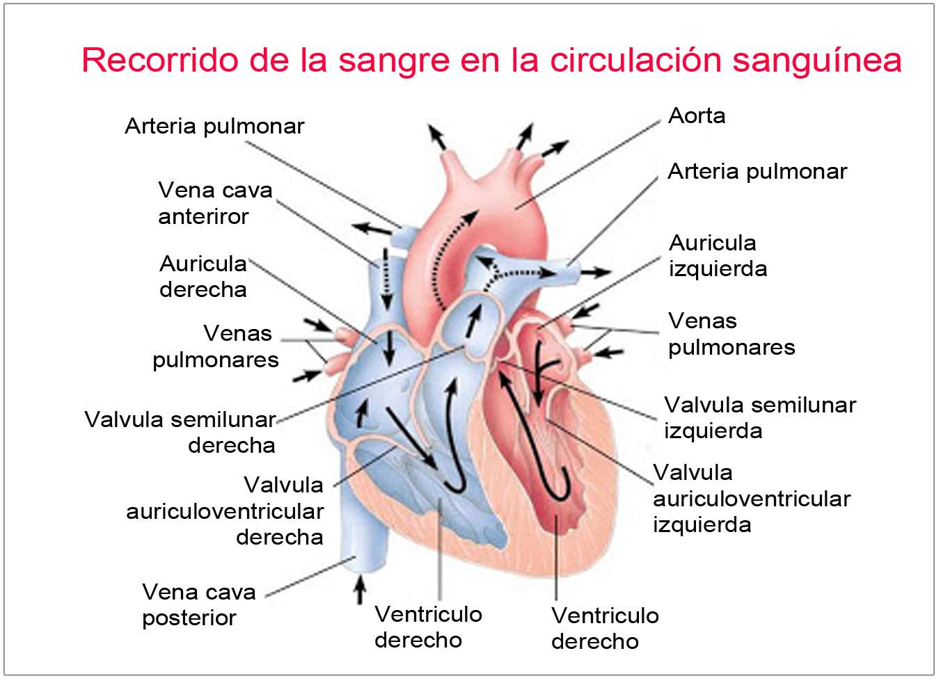 La Circulacion sanguínea y sus trastornos más frecuentes Blog La Circulacion sanguínea y sus trastornos más frecuentes Blog