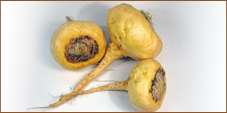 Raiz de Maca: Un alimento contra la impotencia y la falta de deseo sexual.