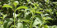Stevia el dulcificante natural sin glocosa