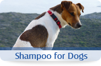 champu perro