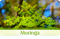 Moringa