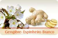 Jengibre Espino blanco