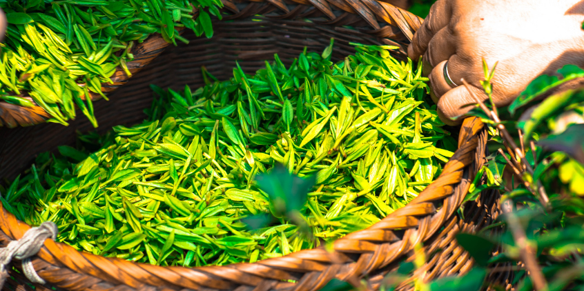 Té Verde, mucho más que un antioxidante