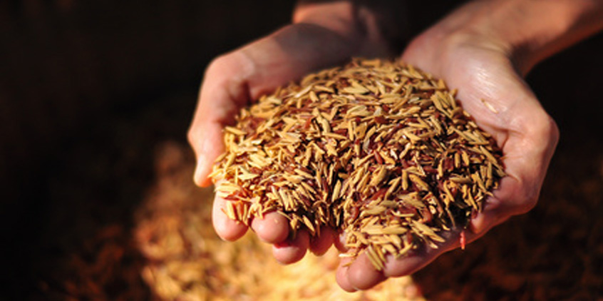 Arabinoxilano:  el poder inmunoestimulante obtenido del arroz rojo