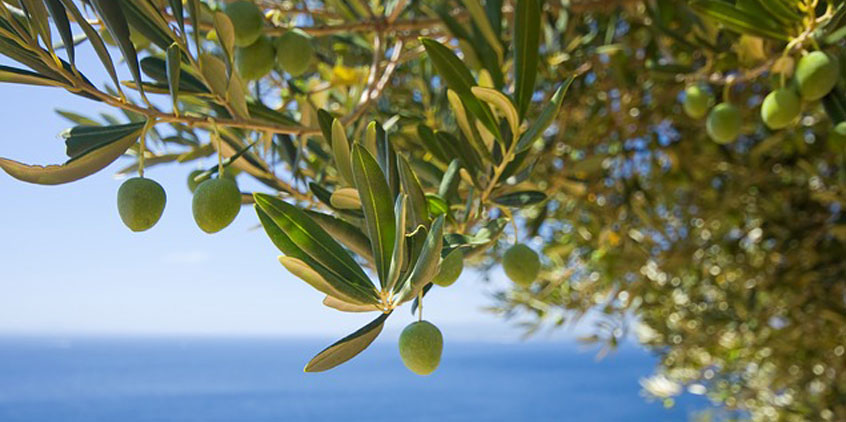 El olivo, árbol Mediterráneo