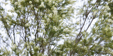 Arbol de té, aplicaciones esenciales