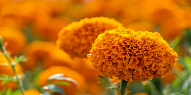 La Caléndula y sus virtudes terapéuticas