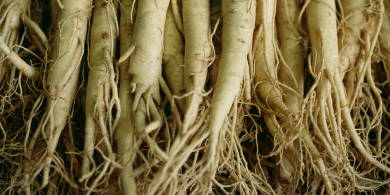 Ginseng, la raiz de la vitalidad y el rendimiento.