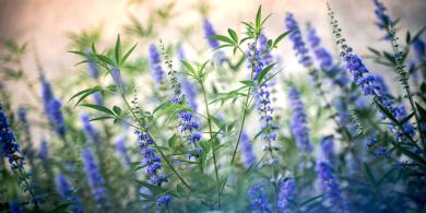 Vitex agnus-castus, interesante planta para las mujeres