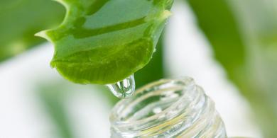 Beneficios internos del Aloe vera, Potenciador de nuestras defensas