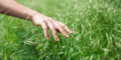 Hierba de cebada, calidad de nutrientes indispensables en una pequeña planta