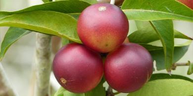 Camu camu. Una fruta rica en nutrientes
