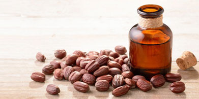 La jojoba y su especial aceite