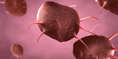 Las plaquetas. Qué son, cuáles son sus funciones y la importancia para nuestra salud