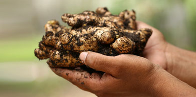 Raices que curan y dan vitalidad