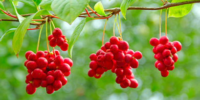 Schisandra chinensis. Propiedades