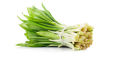 El Ajo silvestre (ajo de oso): La ciencia confirma sus efectos positivos!