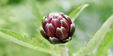 La alcachofa : Tuning de la digestion y aliada en el control de peso