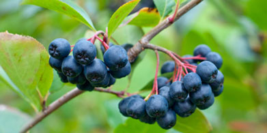 El fruto de la aronia: una baya de maravilla