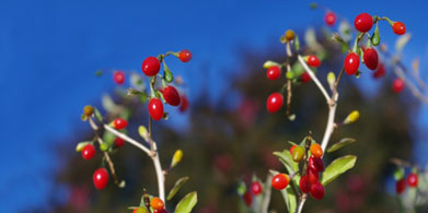 Las bayas de goji, 