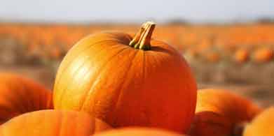 Los poderosos nutrientes de la calabaza