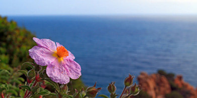 Cistus. Funciones beneficiosas legendarias.