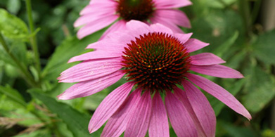 La equinácea: un tema eterno para los científicos