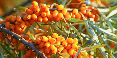 Propiedades del espino amarillo
