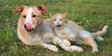 Galletas caseras para perros y gatos