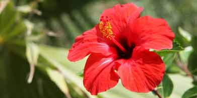 El hibisco, más que una planta de jardín!