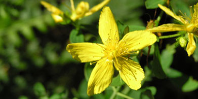La hierba de San Juan y el milagro de su flor amarilla
