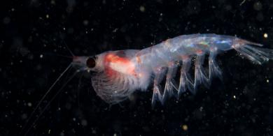 Krill. El crustáceo que protege nuestra salud