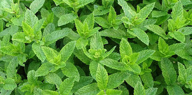 La menta a fondo. Usos y propiedades de esta conocida planta