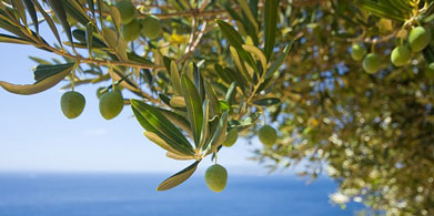 El olivo, árbol Mediterráneo