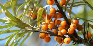 Omega 7, un importante aliado de la piel y las mucosas