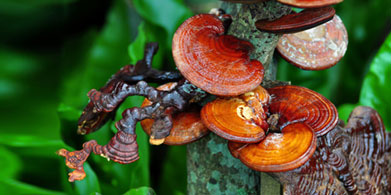 Reishi: La seta amiga