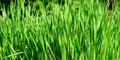 Hierba de trigo, poder verde que oxigena y purifica la sangre