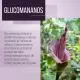 Glucomanano Cebanatural, caja de 42 sobres 
