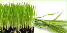 Hierba de cebada, calidad de nutrientes indispensables en una pequeña planta